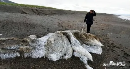 盘点三种奇葩的深海生物,颠覆你的认知!(奇怪的深海动物视频)