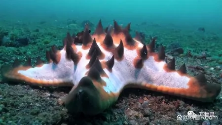 盘点三种奇葩的深海生物,颠覆你的认知!(奇怪的深海动物视频)
