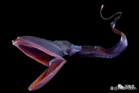盘点三种奇葩的深海生物,颠覆你的认知!(奇怪的深海动物视频)
