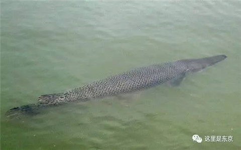 巨型怪鱼入侵护城河!日本人民愁得慌,还数中国人民有办法(巨大鱼怪兽)