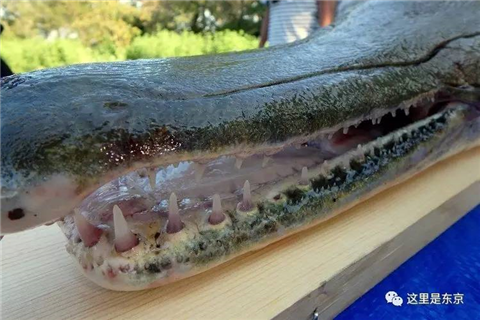 巨型怪鱼入侵护城河!日本人民愁得慌,还数中国人民有办法(巨大鱼怪兽)