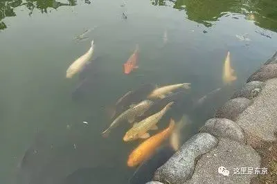 巨型怪鱼入侵护城河!日本人民愁得慌,还数中国人民有办法(巨大鱼怪兽)