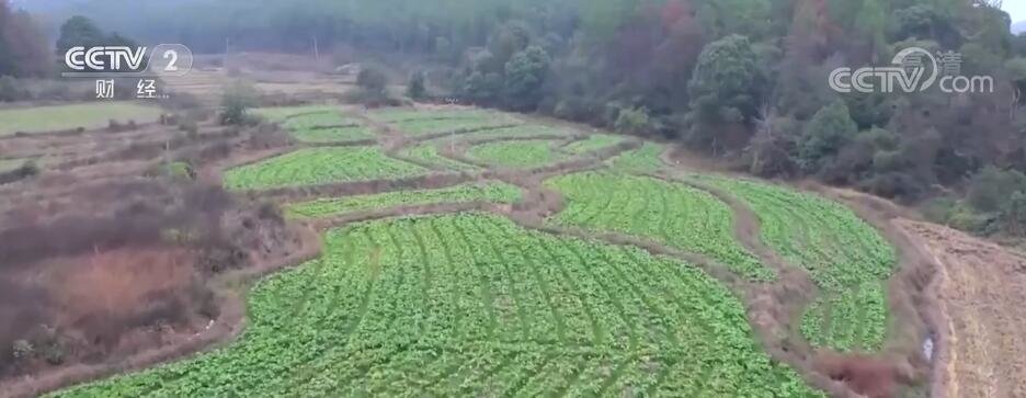 江西各地抢墒忙移栽 让“冬闲田”忙起来(琥珀多寐丸的作用)