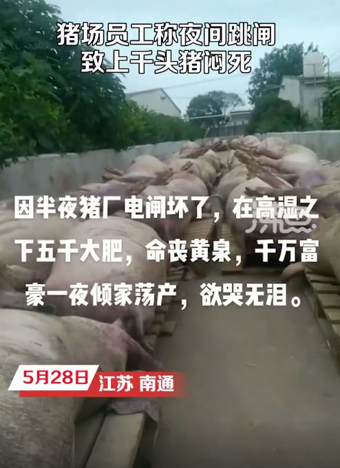 5000头猪高温天闷死!猪场跳闸,老板一夜之间损失上千万!员工:猪价低,没请人值夜班……-仔猪先高温后低温死亡后耳朵和口发紫