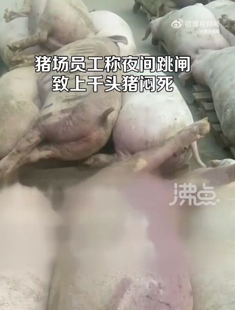 5000头猪高温天闷死!猪场跳闸,老板一夜之间损失上千万!员工:猪价低,没请人值夜班……-仔猪先高温后低温死亡后耳朵和口发紫