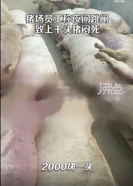 5000头猪高温天闷死!猪场跳闸,老板一夜之间损失上千万!员工:猪价低,没请人值夜班……-仔猪先高温后低温死亡后耳朵和口发紫