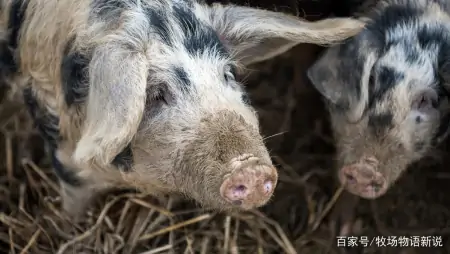 无抗养殖政策下怎么喂料可以让猪不生病?如何喂料能让猪养得好?-猪喂什么药