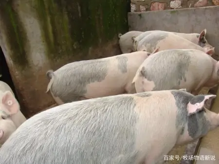 无抗养殖政策下怎么喂料可以让猪不生病?如何喂料能让猪养得好?-猪喂什么药