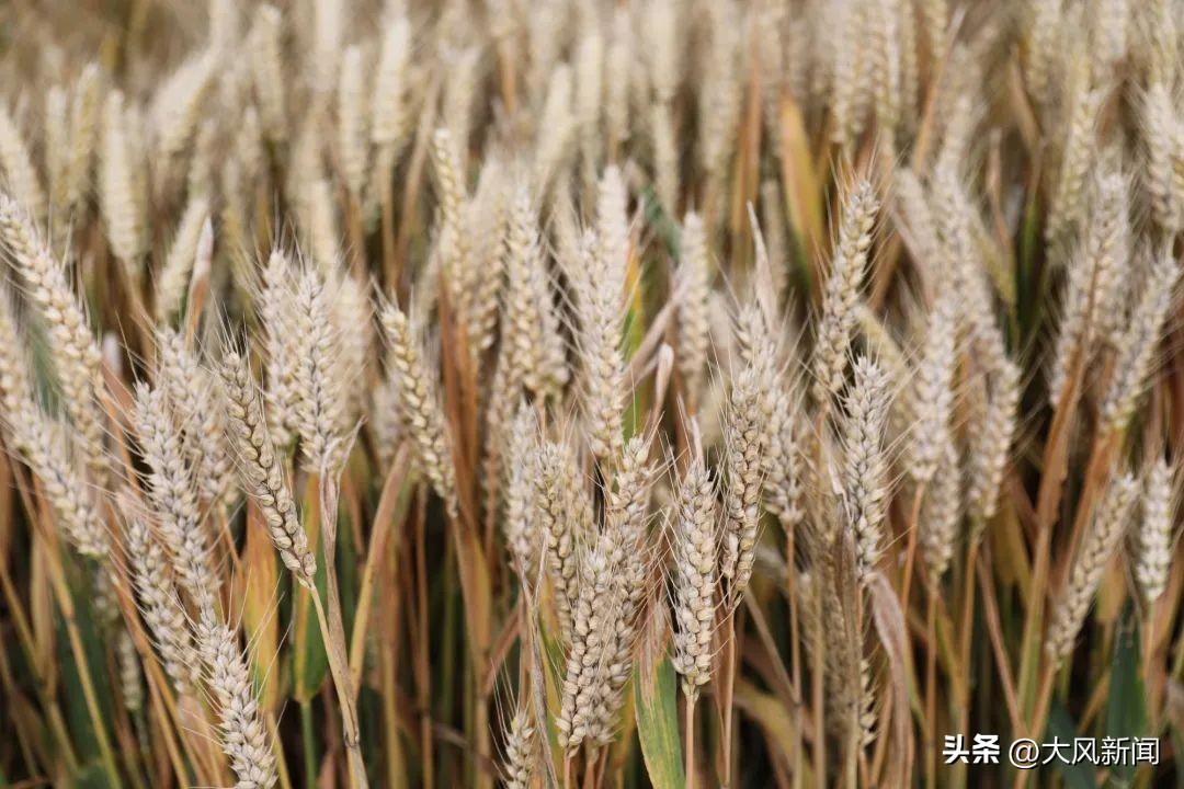 “收割机滞留高速”事件的浮云与真相-收割机收割路线怎么走图解法