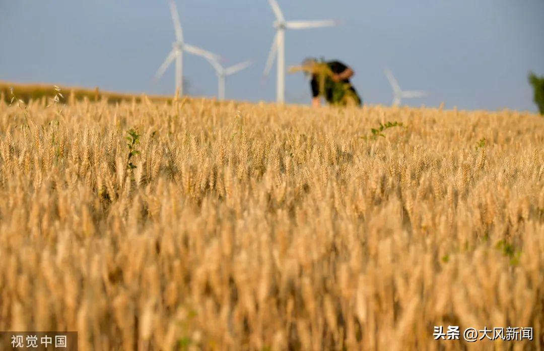 “收割机滞留高速”事件的浮云与真相-收割机收割路线怎么走图解法