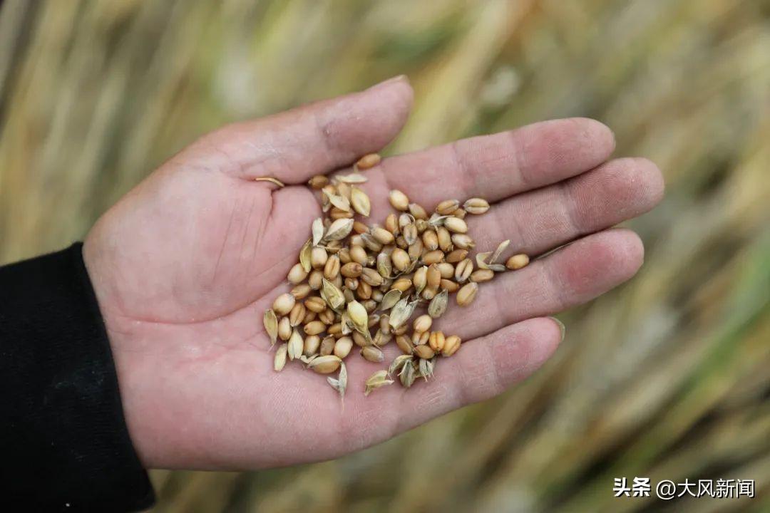 “收割机滞留高速”事件的浮云与真相-收割机收割路线怎么走图解法