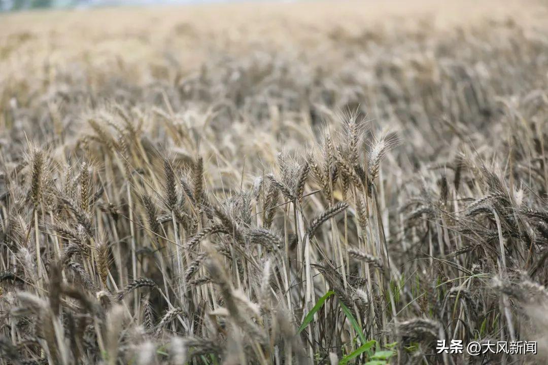 “收割机滞留高速”事件的浮云与真相-收割机收割路线怎么走图解法