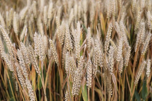 六问:河南南阳收割机为何无法下高速?-南阳玉米收割机