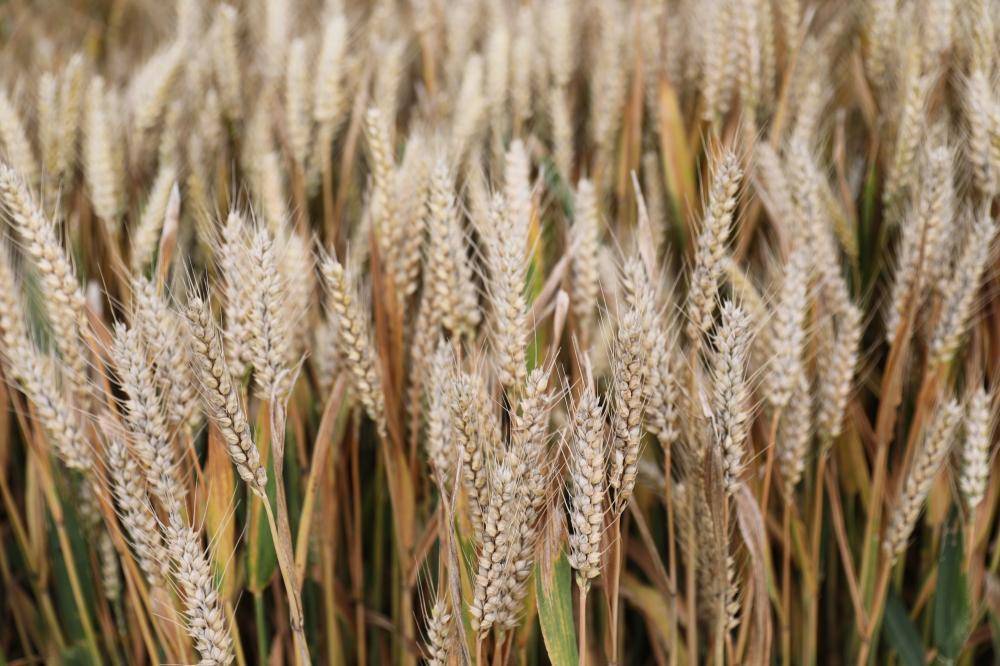 六问“河南南阳上百台收割机无法下高速事件”-河南收割机厂