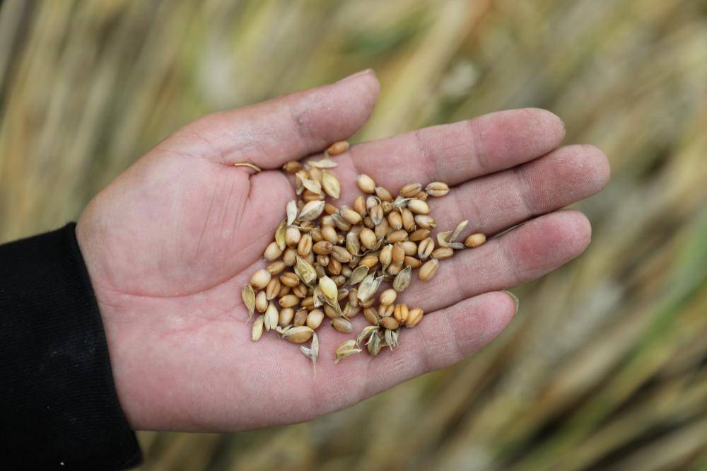 六问“河南南阳上百台收割机无法下高速事件”-河南收割机厂