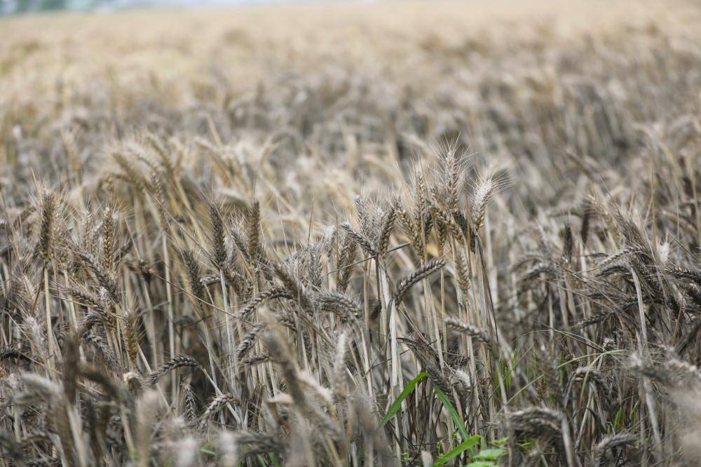 六问“河南南阳上百台收割机无法下高速事件”-河南收割机厂