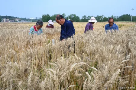 南阳小麦受损真相曝光,收割机被拦事件背后的秘密,你一定想不到-南阳小麦今日价格