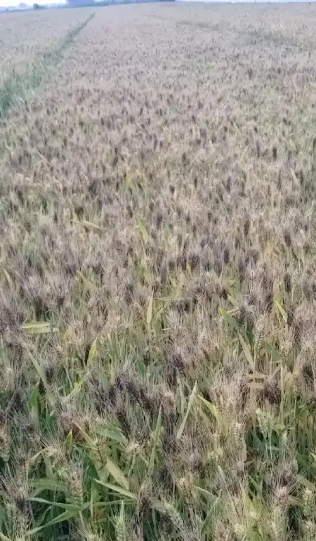 大快人心!河南官方终于出手了,河南收割机下不了高速-收麦机多少钱一台河南