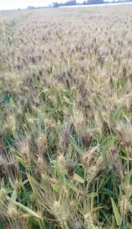 大快人心!河南官方终于出手了,河南收割机下不了高速-收麦机多少钱一台河南