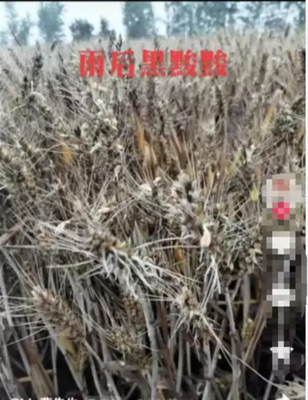 小麦淋雨受损和收割机事件虽无关联,也当读懂背后的民生期盼-收割小麦下雨前还是下雨后好