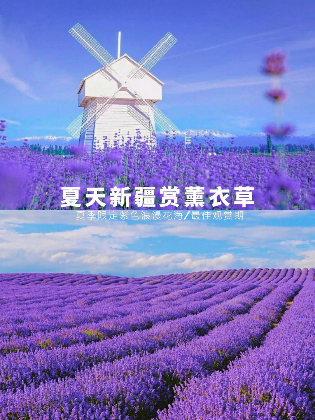 环游北疆旅游专列7月29首发,双层四人包厢9日游,每人仅4380元