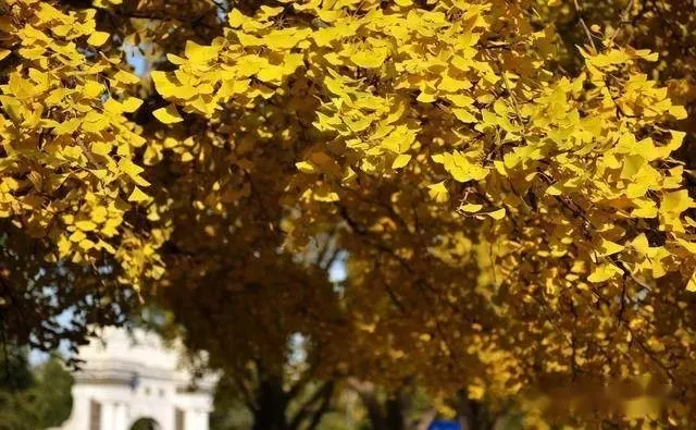 2022年,“高考钉子户”唐尚珺第14次参加高考,35岁的他图什么?-唐尚珺第一次高考成绩