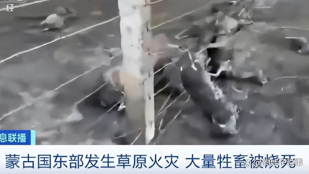 昨天美国死牛,今天中蒙边境草原起火 围栏挂满羊焦尸!-今天美国死亡病例是多少