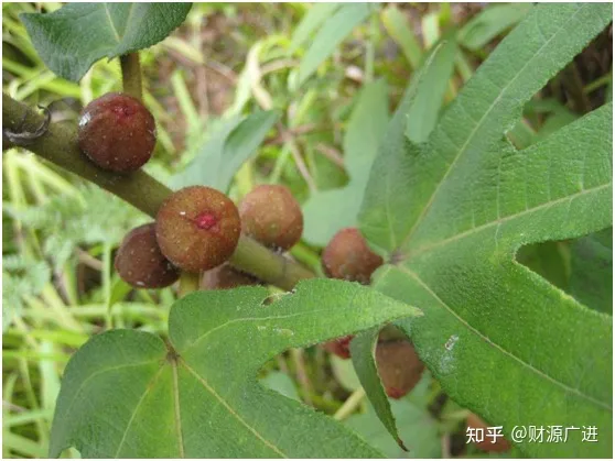 五指毛桃的作用、功效-五指毛桃的作用功效和禁忌