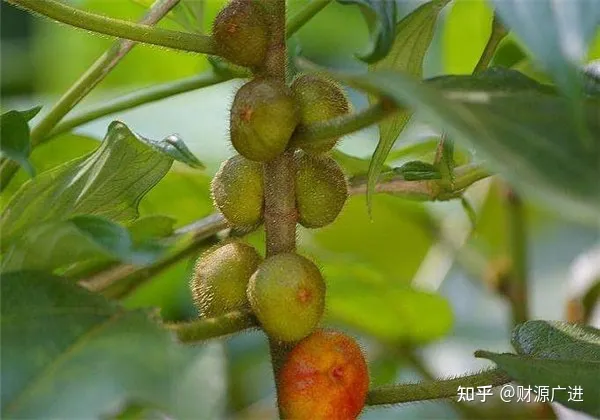 五指毛桃的作用、功效-五指毛桃的作用功效和禁忌