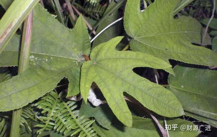 五指毛桃的作用、功效-五指毛桃的作用功效和禁忌