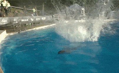 一份95%的人都不了解的iOS Live Photo使用全攻略-iphone设置live photo