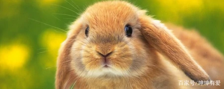 库洛米是猫还是兔子?有什么特点-库洛米是猫还是老鼠