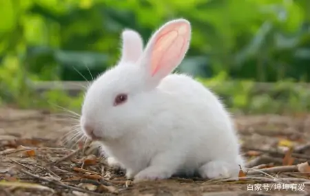 库洛米是猫还是兔子?有什么特点-库洛米是猫还是老鼠