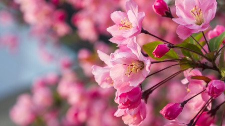 韩愈一首描写晚春的七言绝句,蕴含人生哲理,令人耳目一新-晚春韩愈的千古名句有哪些