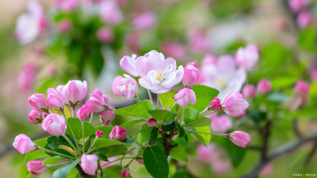 韩愈一首描写晚春的七言绝句,蕴含人生哲理,令人耳目一新-晚春韩愈的千古名句有哪些