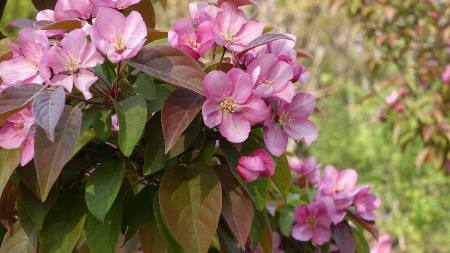 韩愈一首描写晚春的七言绝句,蕴含人生哲理,令人耳目一新-晚春韩愈的千古名句有哪些