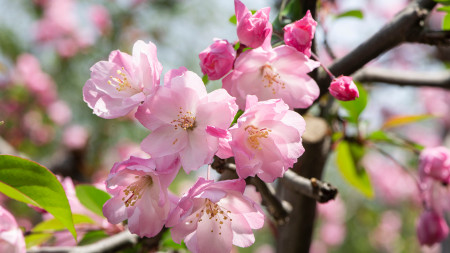 韩愈一首描写晚春的七言绝句,蕴含人生哲理,令人耳目一新-晚春韩愈的千古名句有哪些