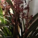 汉字课堂——汉字之最!-汉字的研究结果100~200字