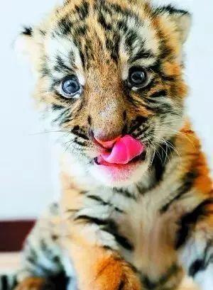 6月5日|世界环境保护日-6月5日世界环境保护日手抄报内容