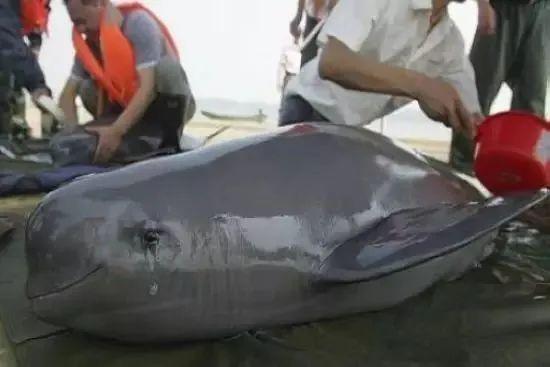 6月5日|世界环境保护日-6月5日世界环境保护日手抄报内容