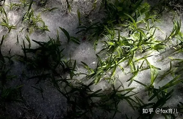 李白《黄鹤楼送孟浩然之广陵》-黄鹤楼送孟浩然之广陵 (李白)