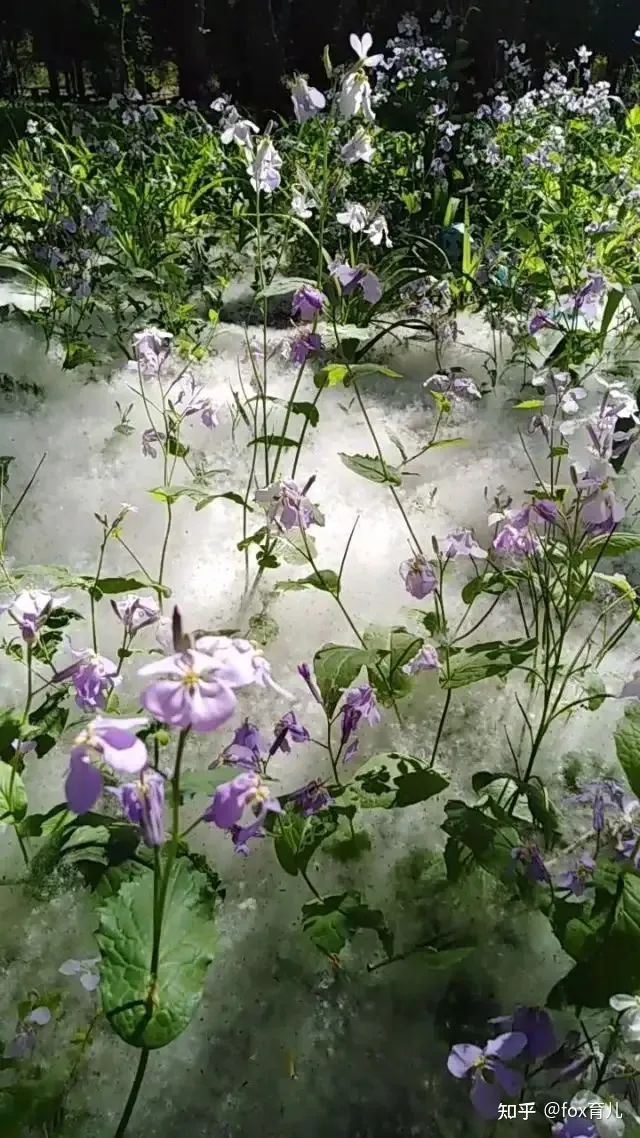 李白《黄鹤楼送孟浩然之广陵》-黄鹤楼送孟浩然之广陵 (李白)