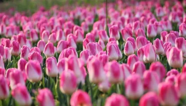 五一来个深度游!这份内蒙古旅行攻略请收好-内蒙古旅游最佳路线图