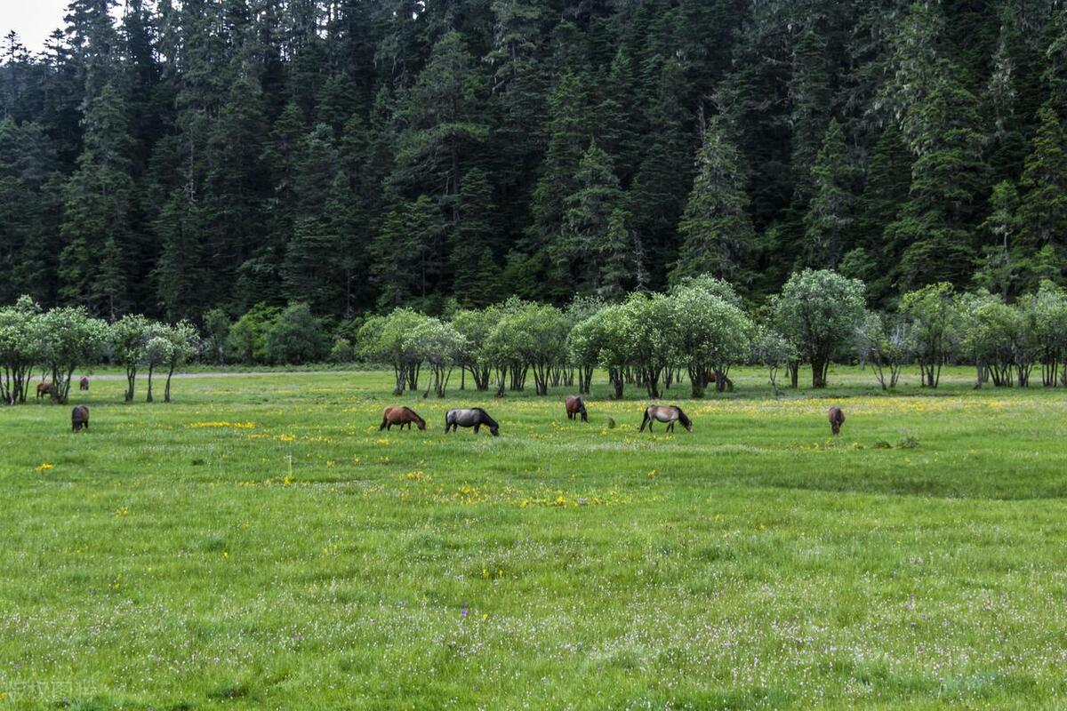 香格里拉最好玩的10大景点,惊艳绝美,玩遍人间天堂,不虚此行!-香格里拉必玩的景点