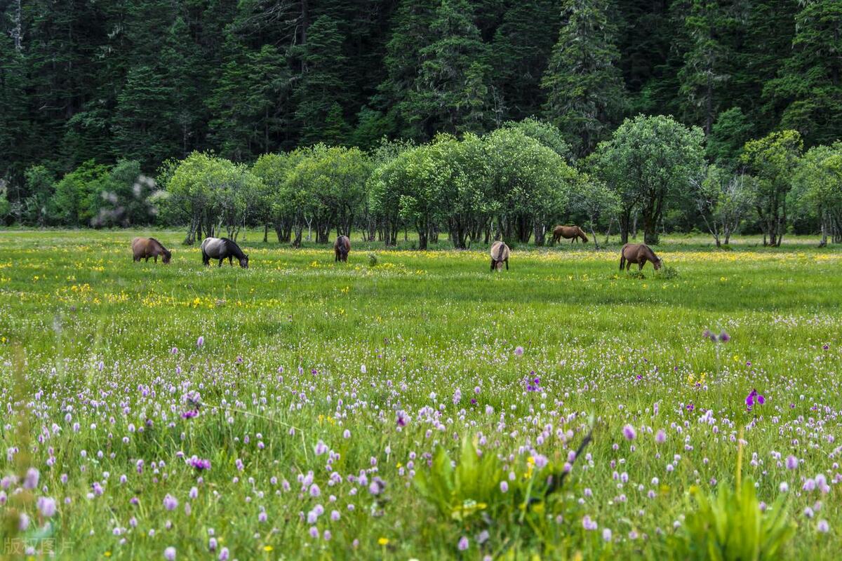 香格里拉最好玩的10大景点,惊艳绝美,玩遍人间天堂,不虚此行!-香格里拉必玩的景点