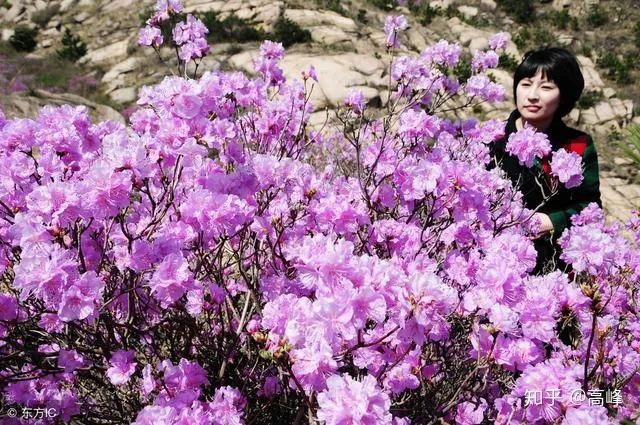 贵州必去的十大旅游景点:黄果树仅第二第一美不胜收-贵州必去五大旅游景点