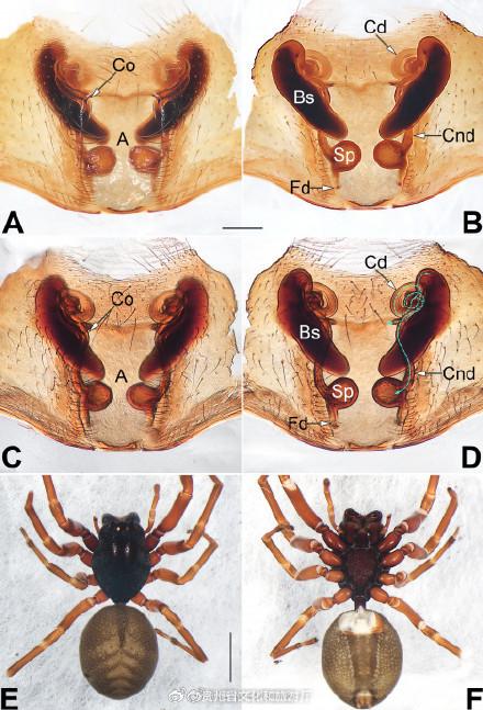 贵州梵净山有新发现-贵州梵净山的具体位置