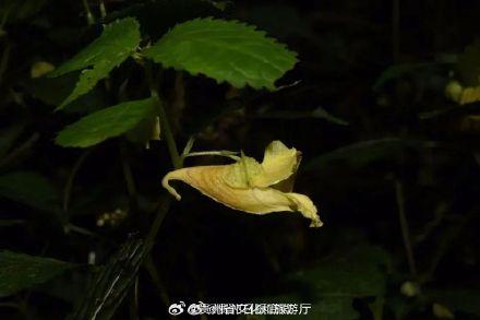 贵州梵净山有新发现-贵州梵净山的具体位置