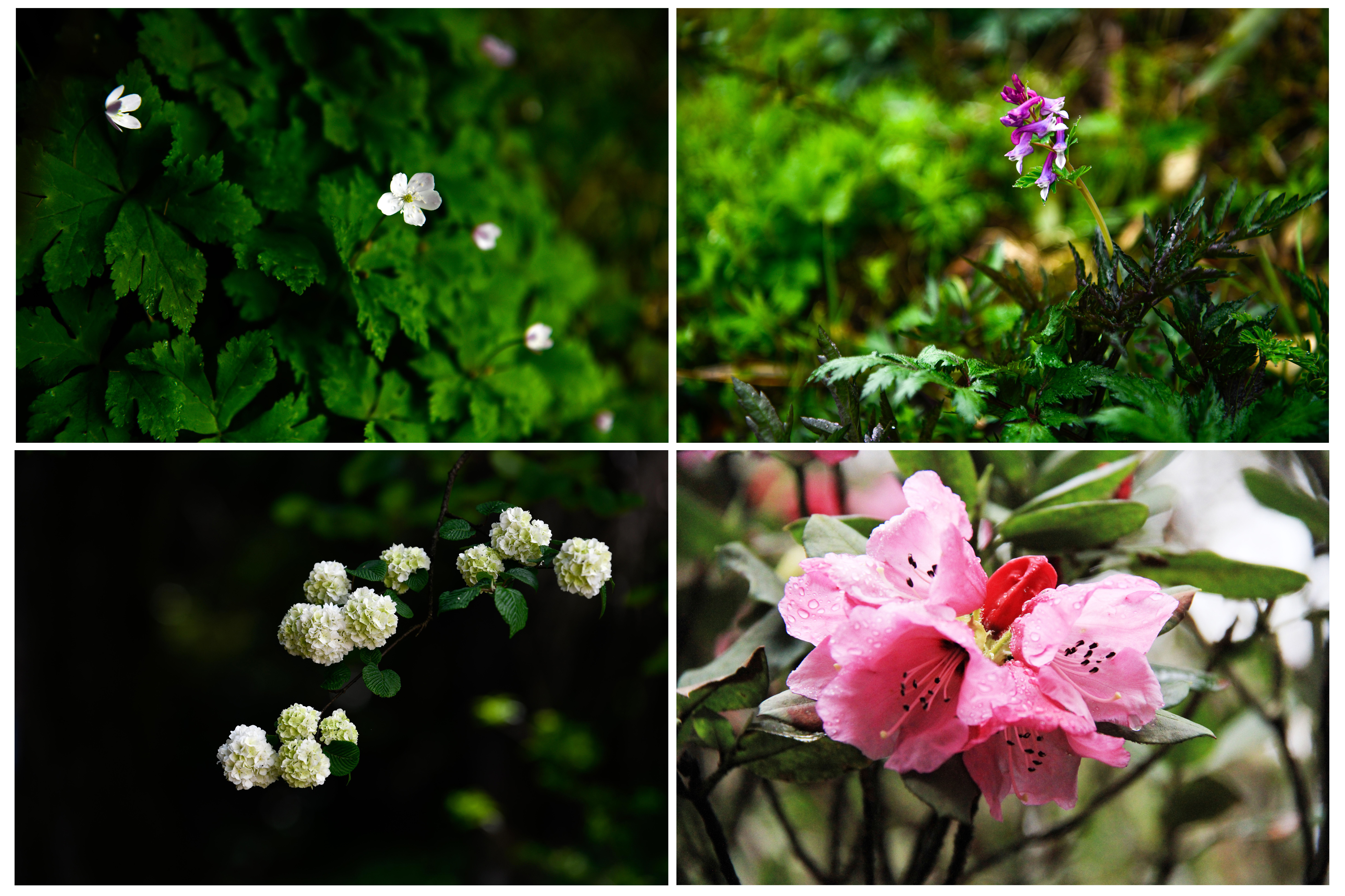 贵州梵净山:不断筑牢生态防线-贵州梵净山攻略旅游链接