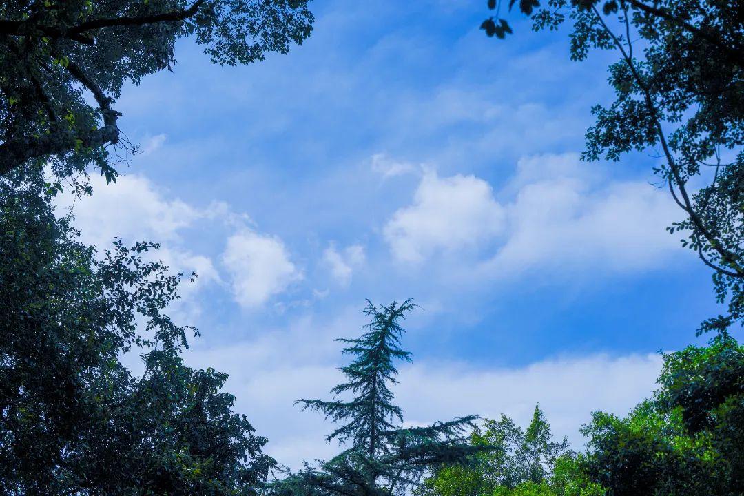 抽点时间,去乐山大佛景区感受盛夏光景-乐山大佛景区沿途讲解